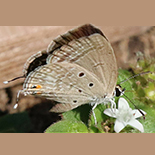 Euchrysops osiris